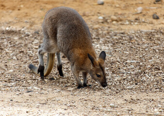 A kangaroo is eating grass in a field