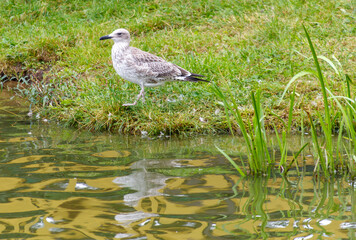 A bird is standing on the grass near a body of water