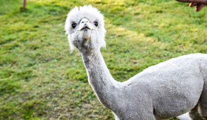 alpaca © Matylda