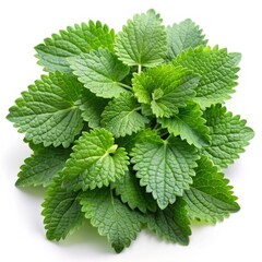 Fresh Catnip Leaves Isolated on White Background