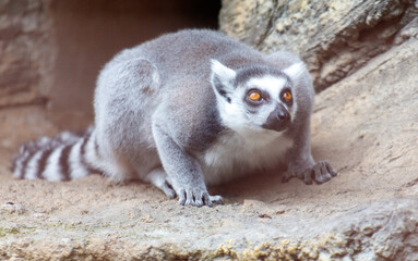 A gray and white lemur is looking at the camera
