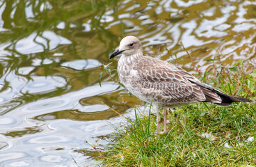 A bird is standing on the grass near a body of water