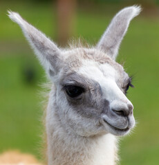 A baby llama with a white face and brown ears © schankz