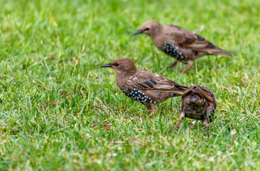 Three birds are walking on the grass