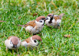 A group of small birds are standing in a grassy field