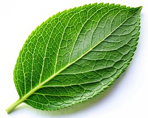 Obraz premium Boldo Leaf Isolated on White Background