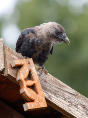 A crow is perched on a wooden beam