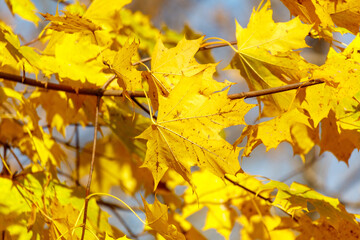 Yellow leaves on a maple tree in autumn
