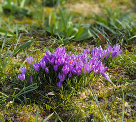 Botany, nature and crocus in garden as blossom for bright, colorful or display in season. Morning, earth and wallpaper in spring in field, plants or outdoor landscape as background or flowers texture