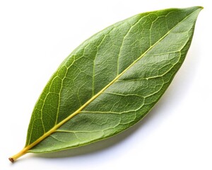 Obraz premium Bay Leaf Isolated on White Background