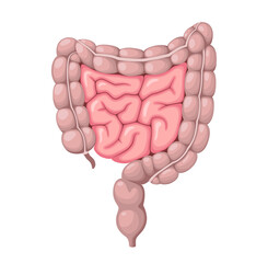 A human intestine on a white background. Organs. Vector illustration.
