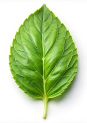 Holy Basil leaf Isolated on White Background