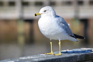 A close-up shot of a white and grey seagull perched on a wooden handrail.