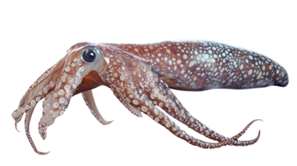 A large octopus with many small dots on its body