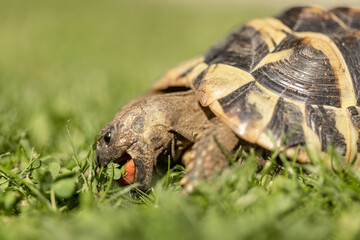 A greek tortoise (testudo hermanni) in a garden in summer outdoors