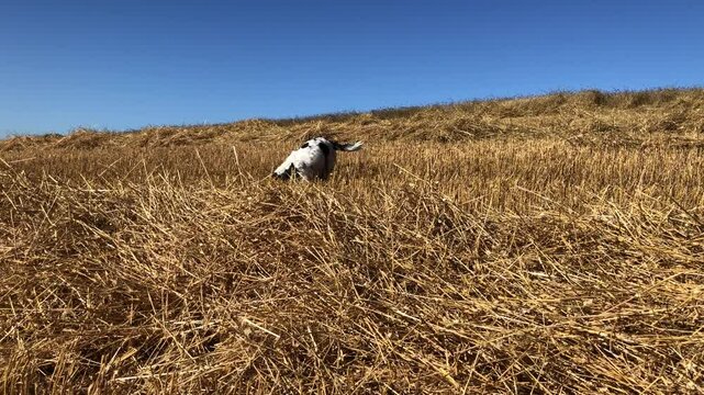Springer Spaniel running around in a stubble field at harvest time on a bright sunny day, North Yorkshire, England, United Kingdom