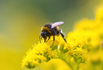 a bumblebee on yellow petals, close-up of a bumblebee, yellow flowers, yellow summer flowers, green background, insect on flower, proboscis insect