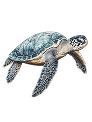 Fototapeta premium Turtle swimming in ocean, white isolate background