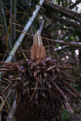 ソテツの伸びる葉