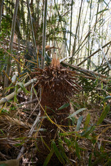 ソテツの新芽