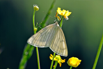 Black-veined moth // Hartheu-Spanner  (Siona lineata) -Durmitor National Park, Montenegro © bennytrapp