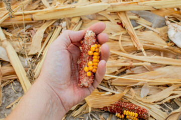 A farmer holds a partially harvested corn cob in a drought-affected field, illustrating the...