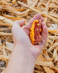 A hand holding a dried, partially eaten ear of corn in a cornfield, symbolizing agricultural challenges and autumn harvest