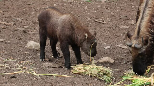 Budorcas taxicolor takins mother and baby in Takin preserve, Thimphu, Bhutan