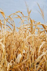 Parched, dried corn stalks stand in a field under a cloudy sky, representing agricultural...