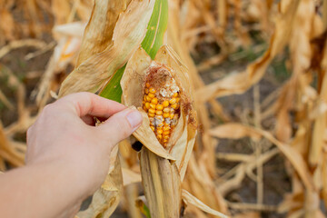 A hand inspecting a corn ear afflicted by disease, highlighting agricultural issues during the autumn harvest season