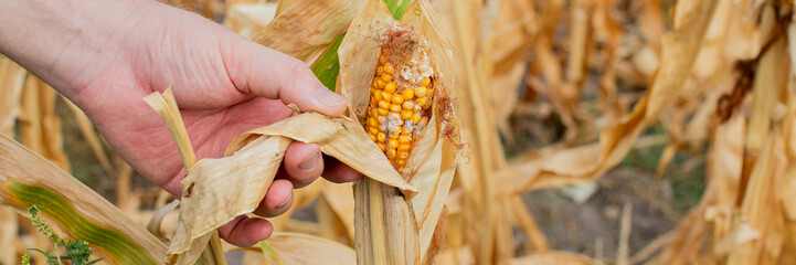 A hand holding a partially unwrapped, mold-infected corn cob in a dry field, highlighting...