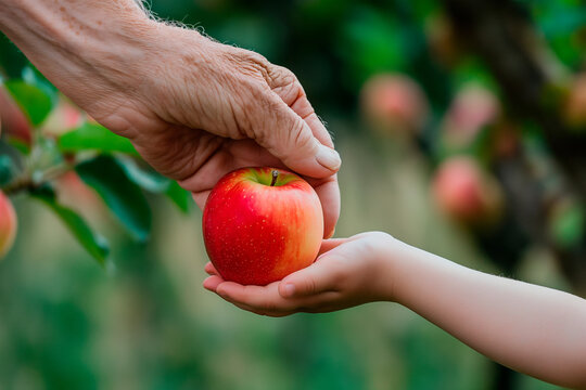 old person giving a red apple to a child, hands holding apple