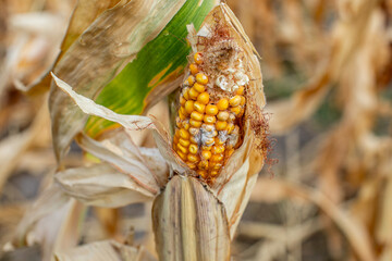 Close-up of an ear of corn with visible mold damage, highlighting agricultural issues in crop...