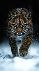 Naklejka premium Lynx in Snow.