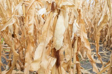 Ripe, dried corn stalks stand in a field, symbolizing the harvest season and the challenges of drought conditions