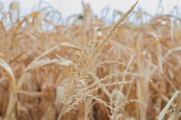 Fototapeta premium Close-up of golden cornfield under autumn sky symbolizing harvest season and sustainable agriculture