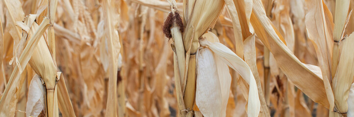 Dried corn stalks in a withered field symbolize agricultural challenges and harvest season during...