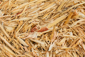 Close-up of agricultural corn husks and stalks, symbolizing post-harvest waste management,...