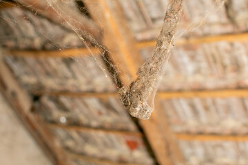 Dirty, cobweb-covered attic wooden beam highlighting the need for spring cleaning or home maintenance