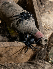 Dusty wine bottle with plastic spiders evokes Halloween spooky vibes and symbolizes aging and...
