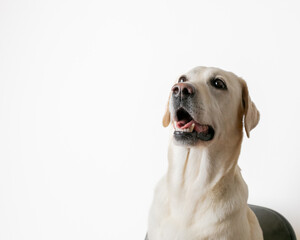 Close-up of a Labrador Retriever with an attentive expression against a plain white background, perfect for pet care advertising