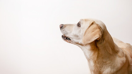 A yellow Labrador Retriever looking attentively to the side against a plain background, relevant to...