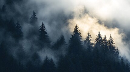 Fototapeta premium A misty morning in a forest with tall pine trees silhouetted against a bright cloudy sky.