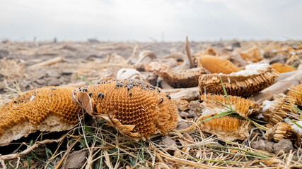 Withered sunflowers on a dry, barren field illustrating the impact of drought and climate change on agriculture