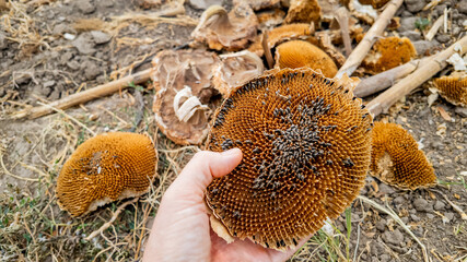 Obraz premium A Caucasian person's hand holds a dried sunflower head in a field, highlighting agricultural challenges and harvest yield issues