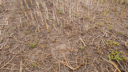 Drought-stricken agricultural field with parched soil and sparse vegetation, highlighting severe environmental issues and climate change impacts