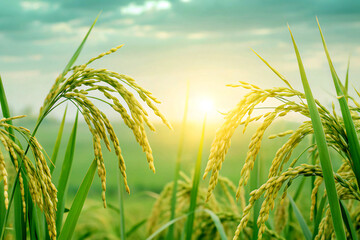 green wheat fieldfield, grass, nature, green, wheat, agriculture, plant, sky, farm, crop, summer, rice, grain, blue, cereal, corn, food, seed, rural, spring, harvest, meadow, barley, landscape, growth