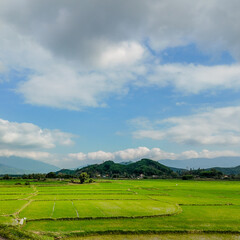 Fototapeta premium Lush green rice fields stretch under a partly cloudy sky in rural Vietnam, capturing the essence of agricultural serenity