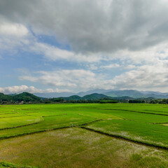 Green rice fields under a cloudy sky in a rural Asian countryside, ideal representation of agriculture and sustainable farming