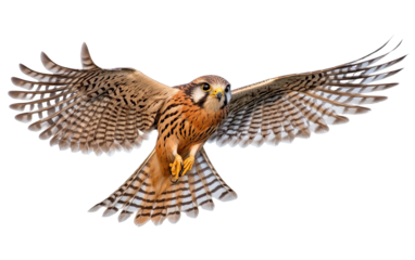 Kestrel in flight isolated on white or transparent background